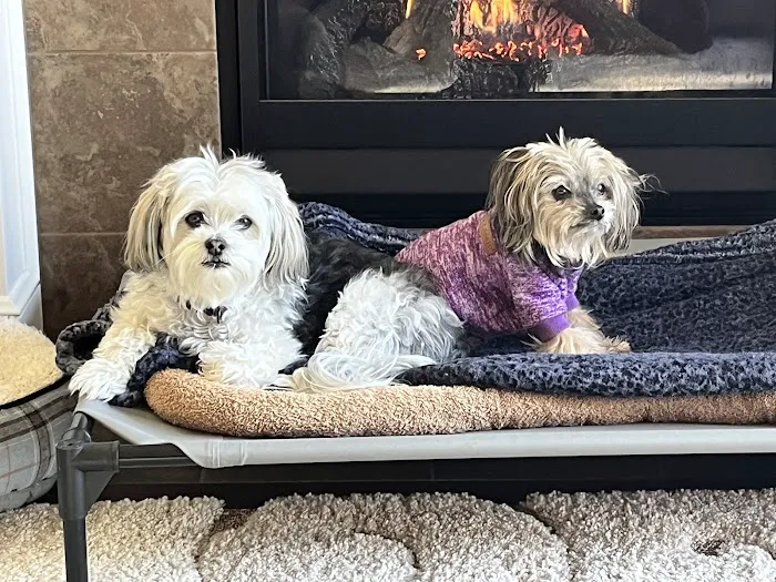 Strothertowne Pet Hospital Picture 5