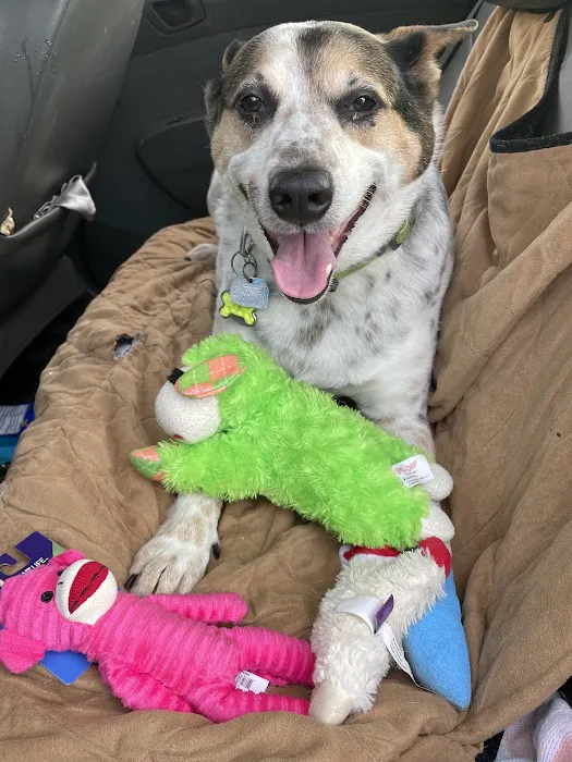 Strothertowne Pet Hospital Picture 6