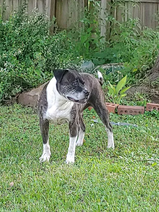 Strothertowne Pet Hospital Picture 7