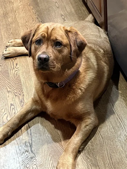 Strothertowne Pet Hospital Picture 8