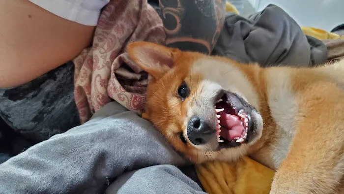 Vetco Total Care Animal Hospital Picture 1