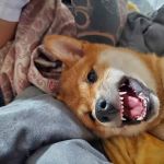 Vetco Total Care Animal Hospital