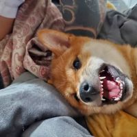 Vetco Total Care Animal Hospital ico