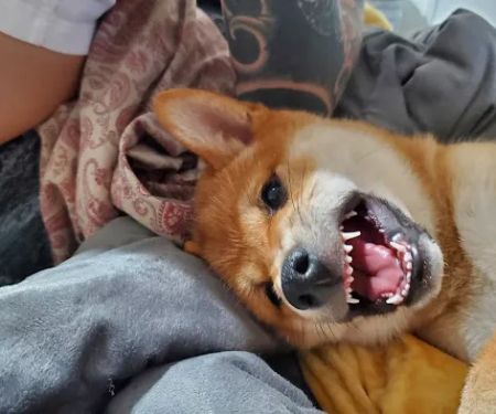 Vetco Total Care Animal Hospital