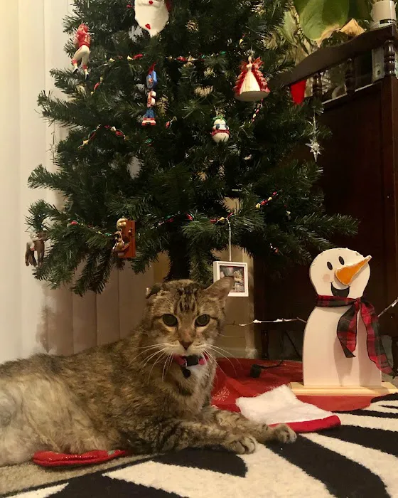 Vetco Total Care Animal Hospital Picture 4