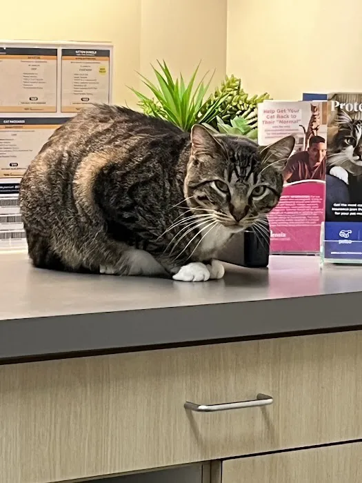 Vetco Total Care Animal Hospital Picture 5