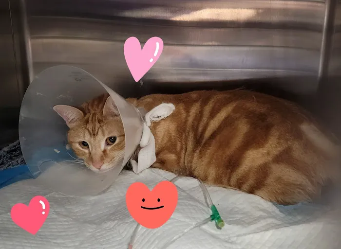 Vetco Total Care Animal Hospital Picture 6