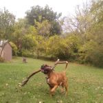 Arrowhead Veterinary Services