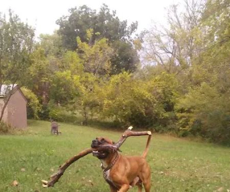 Arrowhead Veterinary Services