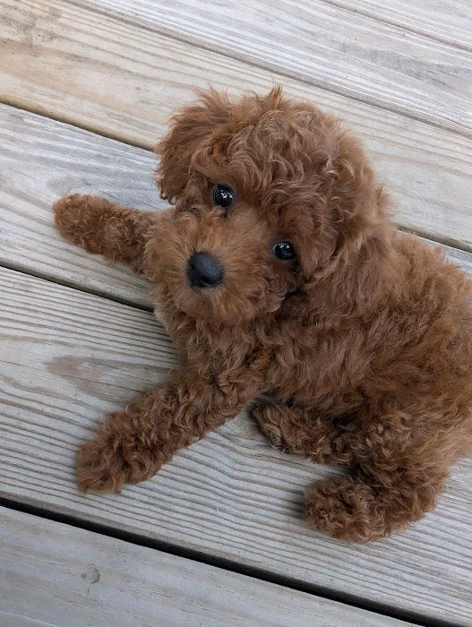 Arrowhead Veterinary Services Picture 5