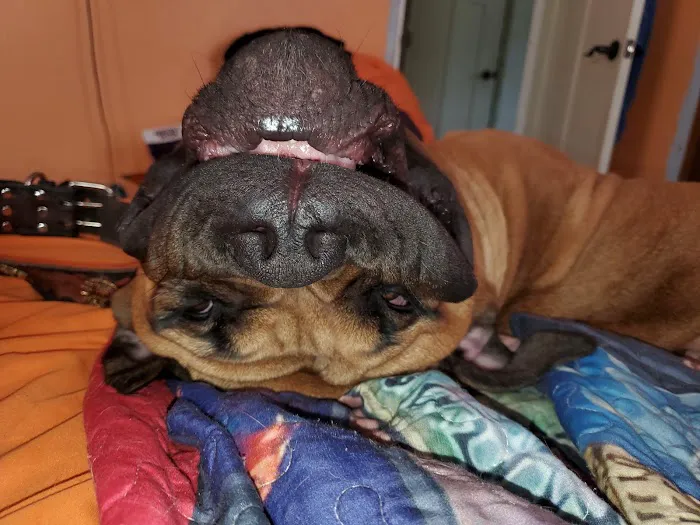 Arrowhead Veterinary Services Picture 6