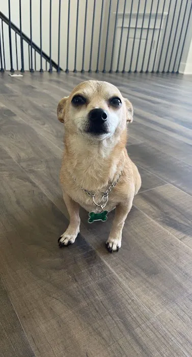 Arrowhead Veterinary Services Picture 3