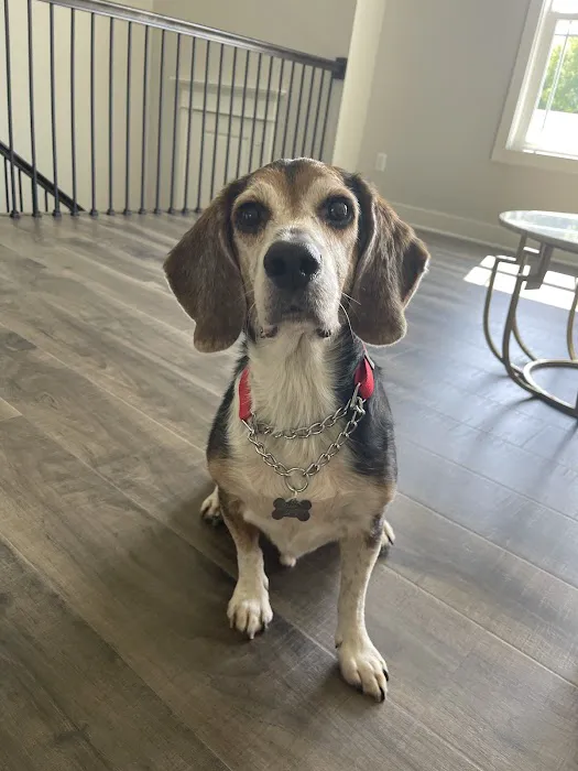 Arrowhead Veterinary Services Picture 4