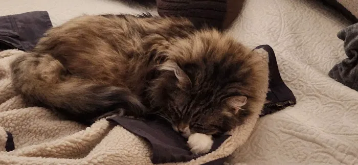 Arrowhead Veterinary Services Picture 8