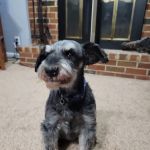 Old Town Veterinary Care