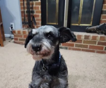 Old Town Veterinary Care