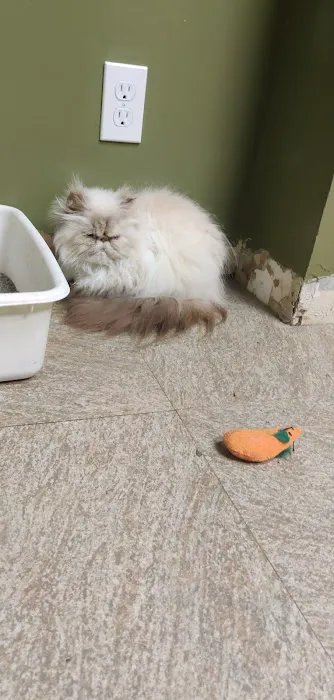 Old Town Veterinary Care Picture 2