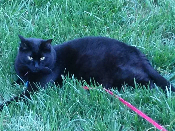 Old Town Veterinary Care Picture 4