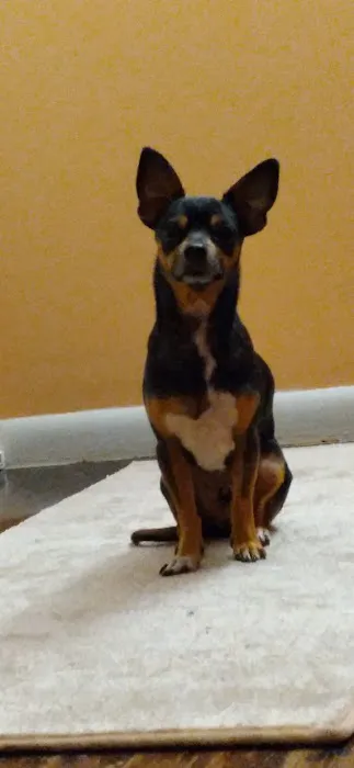 Old Town Veterinary Care Picture 7