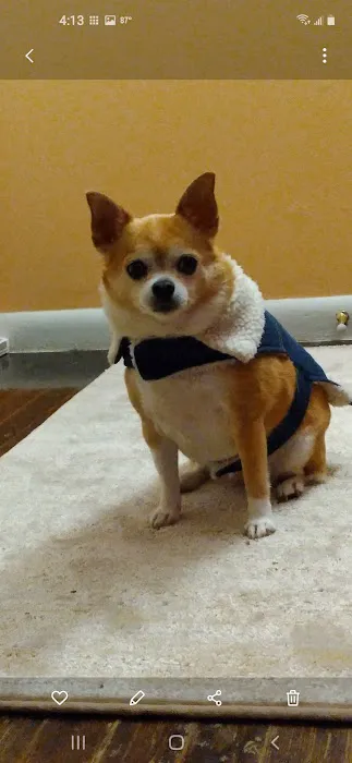 Old Town Veterinary Care Picture 9