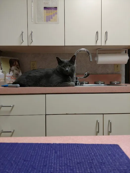 Old Town Veterinary Care Picture 10