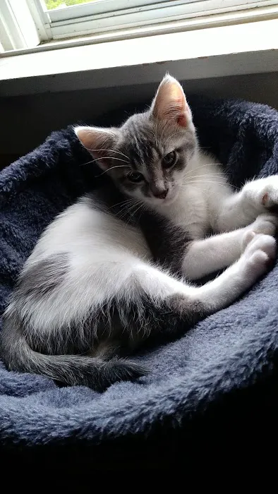 Old Town Veterinary Care Picture 8