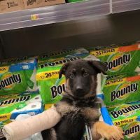 Osage Veterinary Clinic ico