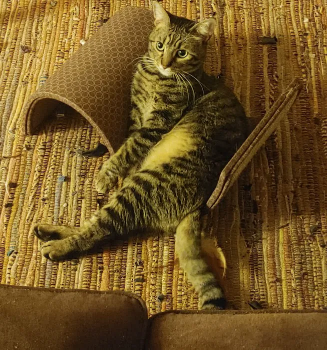 Osage Animal Hospital Picture 3