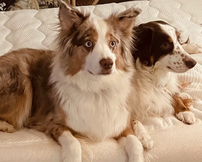 Osage Animal Hospital Picture 2