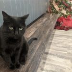 Lake Hills Veterinary Clinic