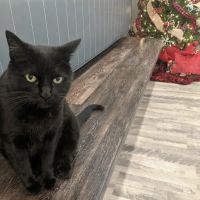 Lake Hills Veterinary Clinic ico