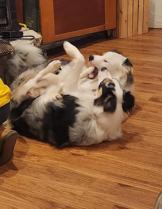 Lake Hills Veterinary Clinic Picture 4