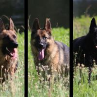 R Veterinary at The Lake ico