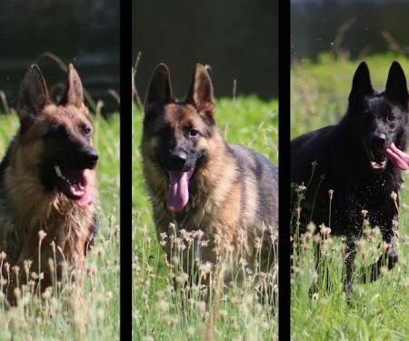 R Veterinary at The Lake