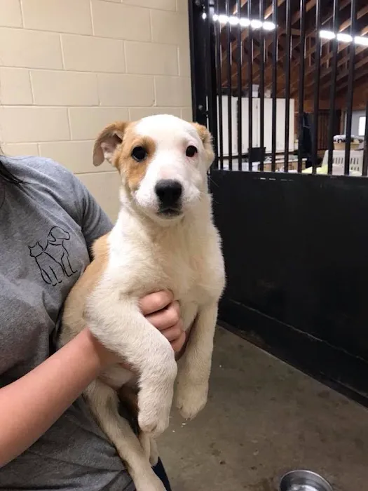 R Veterinary at The Lake Picture 2