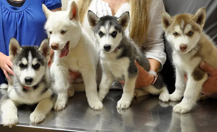 R Veterinary at The Lake Picture 3