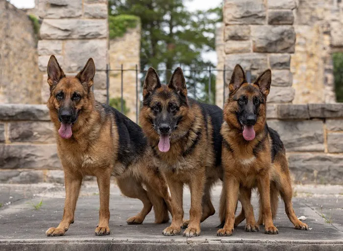 R Veterinary at The Lake Picture 4