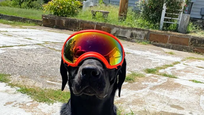 R Veterinary at The Lake Picture 6