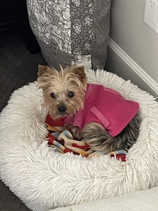 R Veterinary Group Picture 1