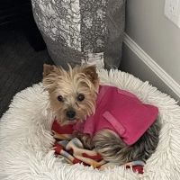 R Veterinary Group ico