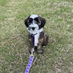 Advanced Pet Care of Sedalia