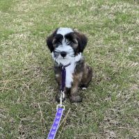 Advanced Pet Care of Sedalia ico