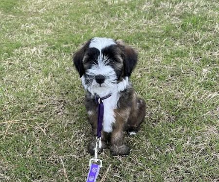 Advanced Pet Care of Sedalia