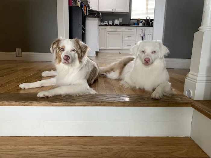 Advanced Pet Care of Sedalia Picture 3