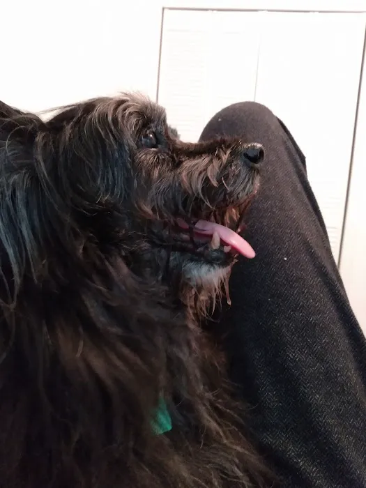 Advanced Pet Care of Sedalia Picture 4