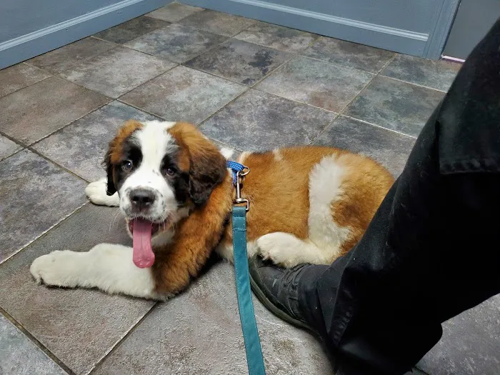 Advanced Pet Care of Sedalia Picture 5