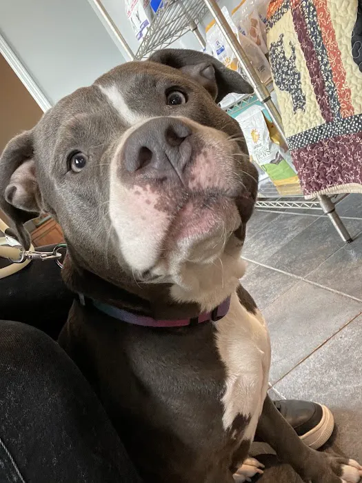 Advanced Pet Care of Sedalia Picture 2