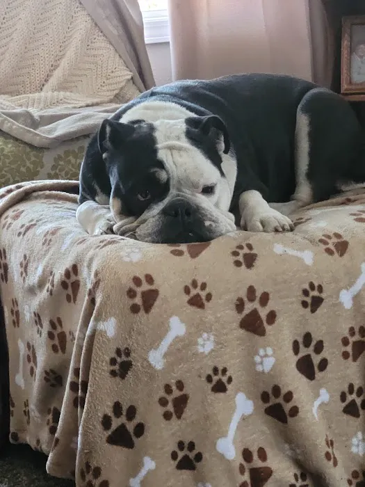 Advanced Pet Care of Sedalia Picture 8