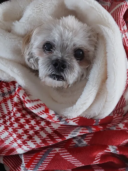 Advanced Pet Care of Sedalia Picture 7