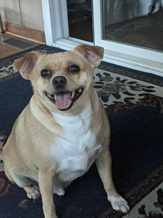 Advanced Pet Care of Sedalia Picture 6